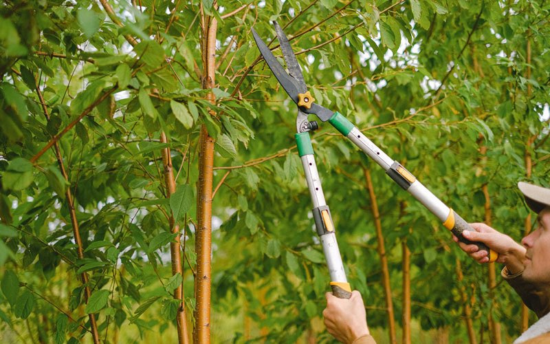 Tree trimming in Carnation, WA